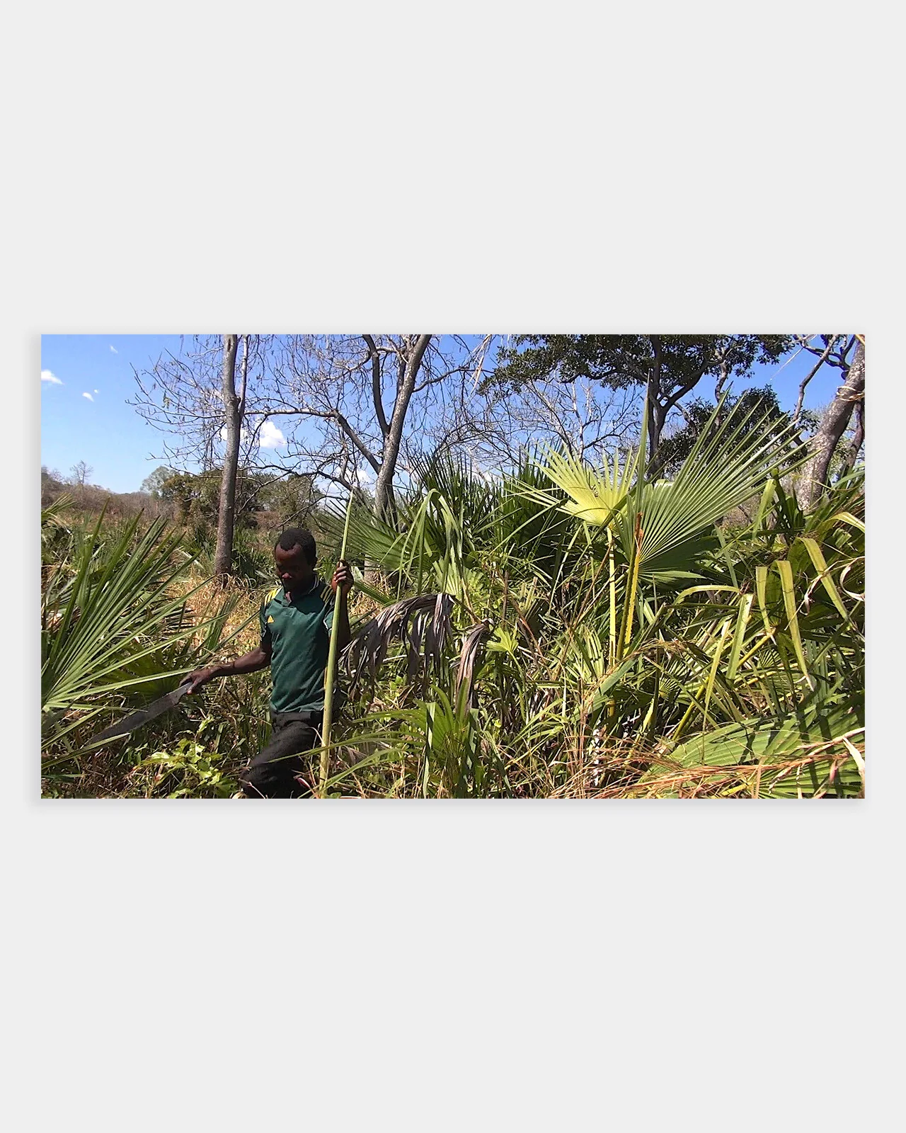 Palm Crosses (pack of 50) - Image 5